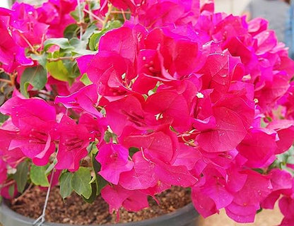 Bougainvillea Fertilizer by Nelson Plant Food