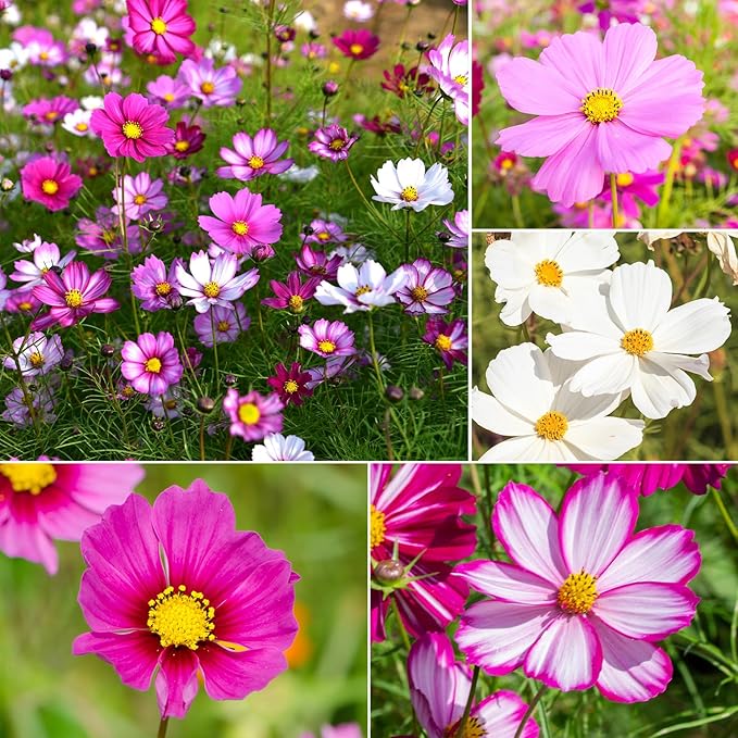 Cosmos Seeds Wildflower Mix, 2 Oz (2 Packs), Flowers Seeds for Planting, Open Pollinated, Non GMO Made in USA