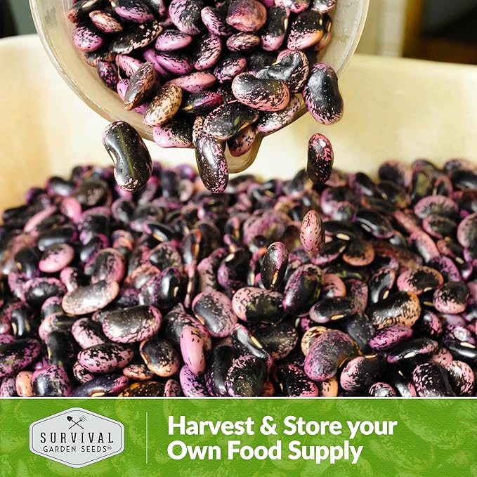 Survival Garden Seeds Scarlet Emperor Runner Bean Seeds for Planting - 3 Packets with Instructions to Plant & Grow Red Multiflora Beans in Your Home Vegetable Garden - Non-GMO Heirloom Variety