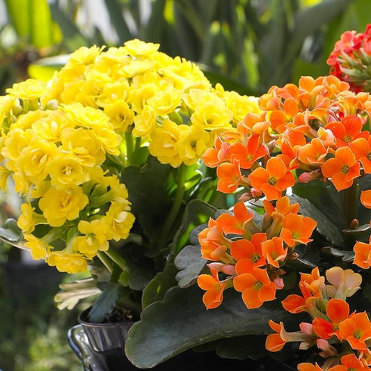 Florist Kalanchoe Live Succulent Plants (3 Pack), Flowering Flaming Katy Succulents, Easy Plant Care, Approx. 7 in. Tall, Drought-Tolerant Indoor Houseplants in 3.5 in Pots