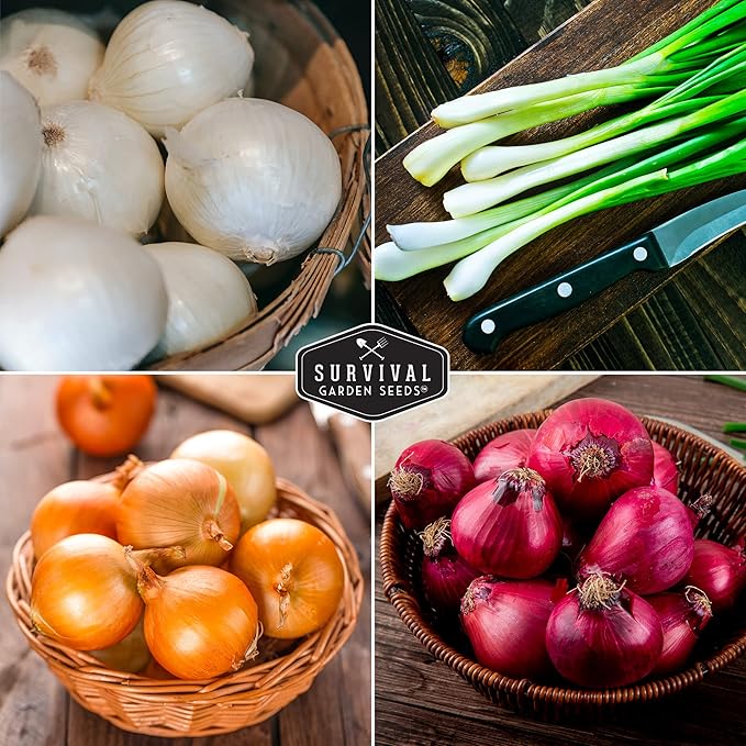 Onion Seeds 4 Variety Collection – Bunching, Red Burgundy, White Grano & Walla Walla Sweet Onions for Planting a Home Garden – Heirloom, Non-GMO Seed Packs – Survival Garden Seeds