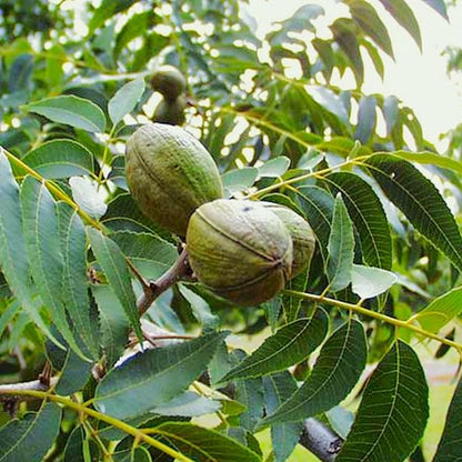 TomorrowSeeds - Pecan Tree Seeds - 6+ Count - For 2026 Planting Carya Illinoensis Illinois Nut Pecans Buttery Edible Texas American Hickory Native Perennial Trees Grow Your Own Home Farm Patio Healthy