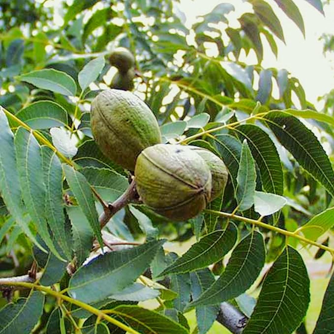 TomorrowSeeds - Pecan Tree Seeds - 18+ Count - for 2026 Planting Carya Illinoensis Illinois Nut Pecans Buttery Edible Texas American Hickory Native Perennial Trees Grow Your Own Home Farm Patio