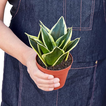House Plant Shop | Snake 'Black Gold' - 4" Pot | Live Indoor Plant | Easy to Care | Natural Décor Plant | Great Gifts| Free Care Guide