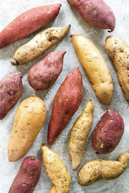 Generic 50pcs Sweet Potato Vegetable Seeds Mixed