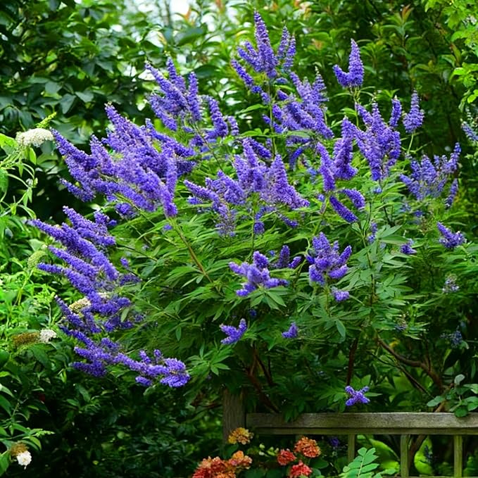 Mix Butterfly Bush Seeds for Planting, 300pcs Butterfly Bush Perennial Flower Seeds Non-GMO Heirloom Rare Herbs Plants, Open Pollinated Beauty Home Garden for Outdoors