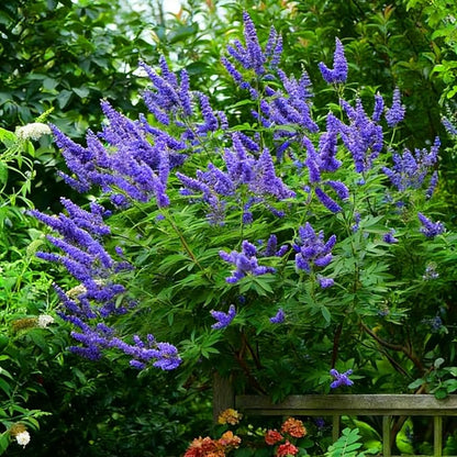 Mix Butterfly Bush Seeds for Planting, 300pcs Butterfly Bush Perennial Flower Seeds Non-GMO Heirloom Rare Herbs Plants, Open Pollinated Beauty Home Garden for Outdoors