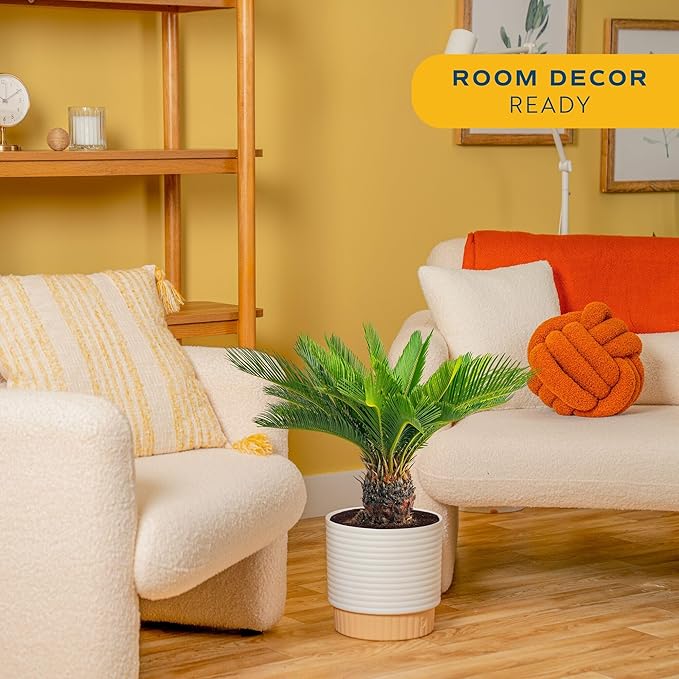 Costa Farms Sago Palm Live Plant in Decorative Pot, Easy to Maintain Large Indoor Houseplant, Perfect for Home, Room, or Office Decor, Great House Warming or Birthday Gift, 2-3 Feet Tall