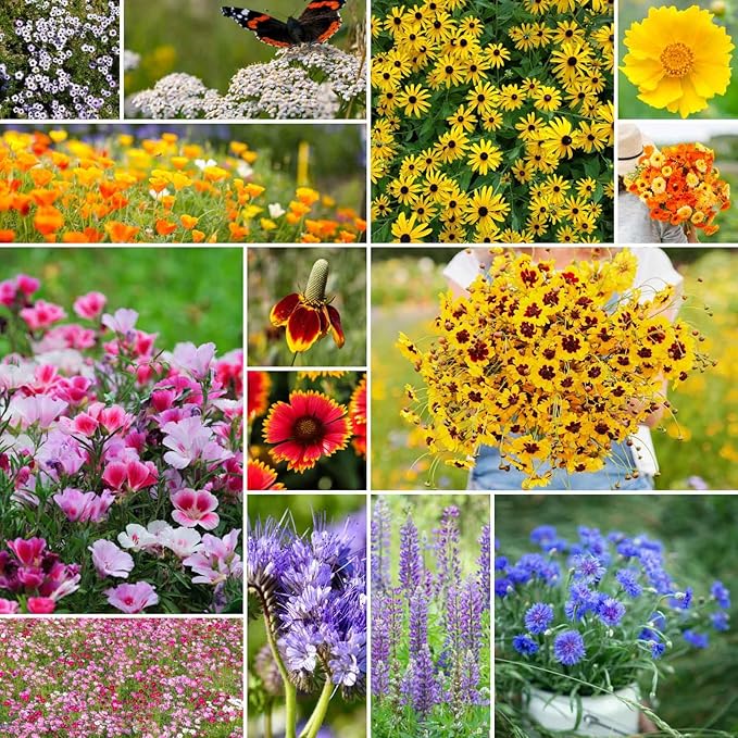 Eden Brothers Bird & Butterfly Wildflower Mixed Seeds for Planting, 5 lb, 2,400,000+ Seeds with Cosmos, Indian Blanket | Attracts Pollinators, Plant in Spring or Fall, Zones 3, 4, 5, 6, 7, 8, 9, 10