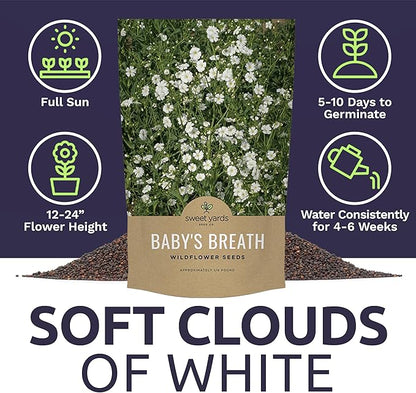 Showy Baby's Breath Seeds – Bulk Quarter Pound Bag – Over 80,000 Open Pollinated Non-GMO Wildflower Seeds – Gypsophila elegans – Quick Blooming White Flowers