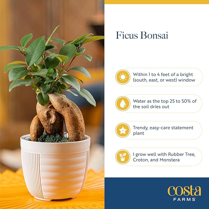 Costa Farms Bonsai Miniature Tree Live Plant in Decorative Pot, Easy Indoor Houseplant, Assorted Variety, Zen Home, Room, or Office Decor, House Warming or Birthday Gift, 12-15 Inches Tall