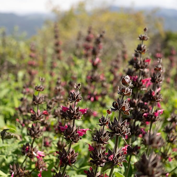 Plant Good Seed Organic Hummingbird Sage Seeds for Planting: California Native, Pink Fuchsia Flowers - 10 Seed Packet