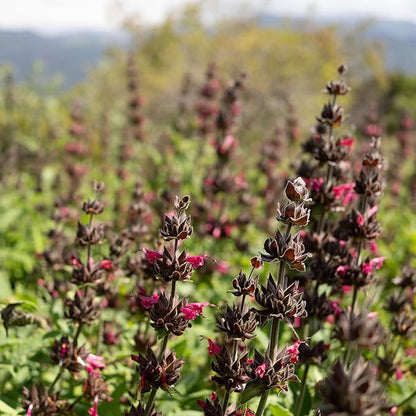 Plant Good Seed Organic Hummingbird Sage Seeds for Planting: California Native, Pink Fuchsia Flowers - 10 Seed Packet