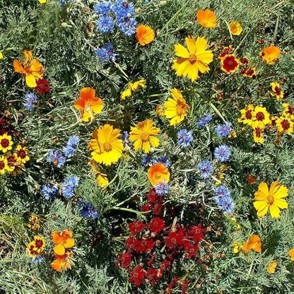 Outsidepride Gulf Coast Wildflower Seed Mix - 5 lbs Perennial & Annual Wild Flowers for Full Sun & Partial Shade - Ideal for Pollinator Gardens & Vibrant Landscapes for Southern Florida & Texas