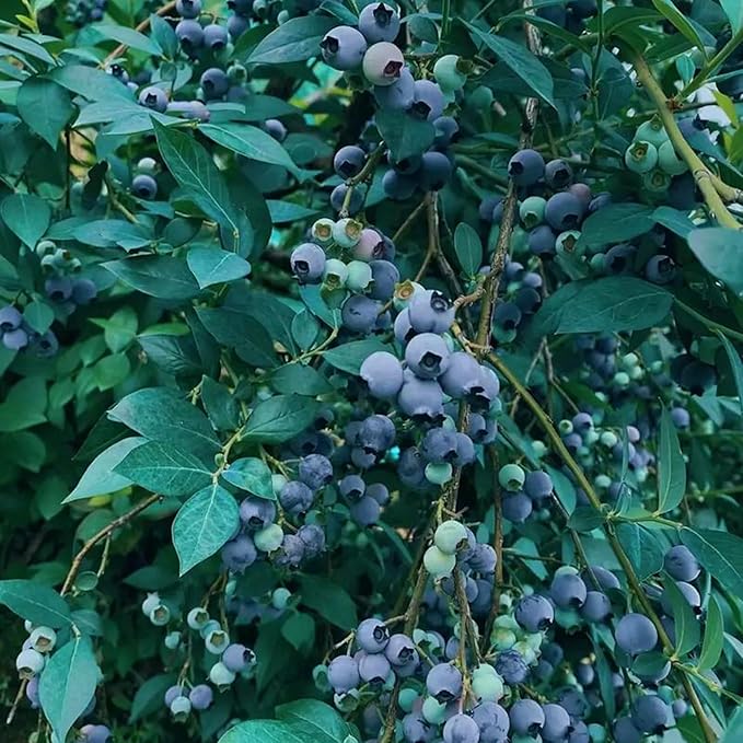 200pcs Blueberry Seeds for Planting, Non-GMO Heirloom Perennial Nutrient-Dense Berries Fruits Seeds, Home Garden Plants for Pots or Raised Beds