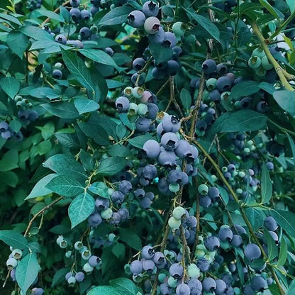 200pcs Blueberry Seeds for Planting, Non-GMO Heirloom Perennial Nutrient-Dense Berries Fruits Seeds, Home Garden Plants for Pots or Raised Beds