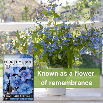 Sow Right Seeds - Forget-Me-Not Flower Seeds for Planting (Cynoglossum amabile) - Non-GMO Heirloom Packet with Instructions - Great to Pair with Cards of Remembrance - Small Blue Memory Blooms (25)