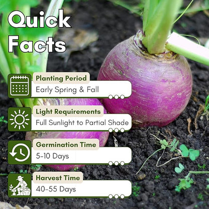 Purple Top White Globe Turnip Seeds for Planting – Heirloom, Non-GMO Turnip Seeds for Fall & Spring Gardens, Classic Mild Turnips with Edible Greens | Woods Creek Seeds