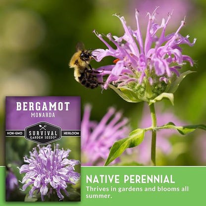 Bee Balm Seeds for Planting - Wild Bergamot (Monarda Fistulosa) Perennial Native Wildflower & Medicinal Herb for Pollinator Gardens, Fragrant Heirloom Flower - Survival Garden Seeds (3 Packs)