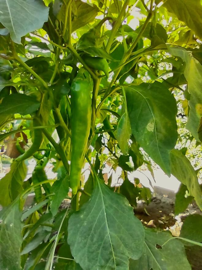 Big Jim Chile Seeds from Hatch New Mexico | Medium Heat Green Chili | Red Chili Peppers | Heritage Non-GMO | Produced for 2026