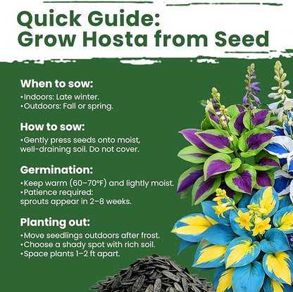 500+ Mixed Color Hosta Seeds – Rare Perennial Flower Seeds – Easy to Grow Low Maintenance – Heart Shaped Leaf Hostas for Outdoor Garden