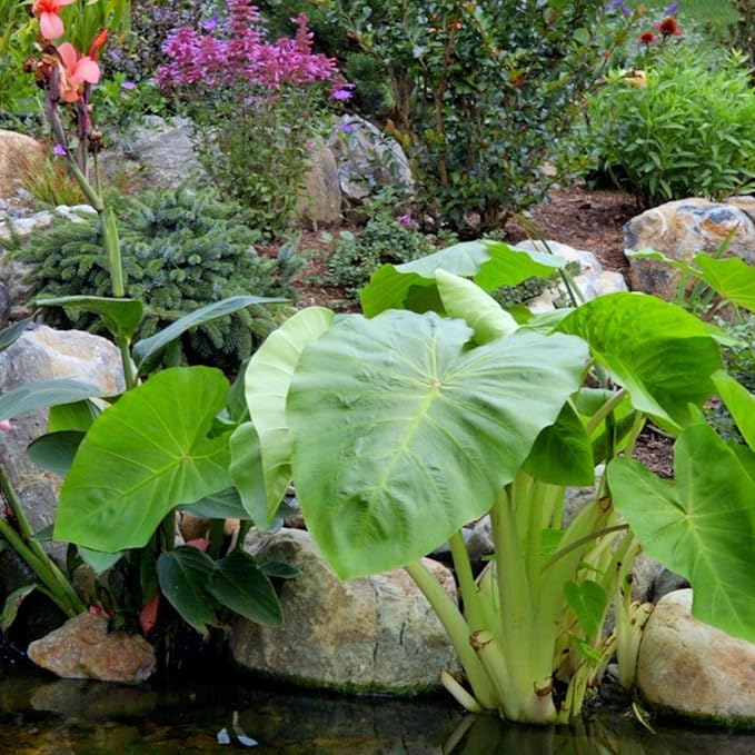 Chalily Aquatic Gold Soil Perfect for Water Lilies, Lotus, and All Aquatic Plants Packed with Nutrients Aquatic Soil is Great for Pond Plants 4 quarts