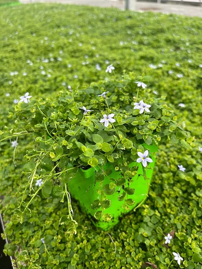 Perennial Farm Marketplace Isotoma fluviatilis (Blue Star Creeper) Groundcover, Size- 1 Quart, Bluish Flowers