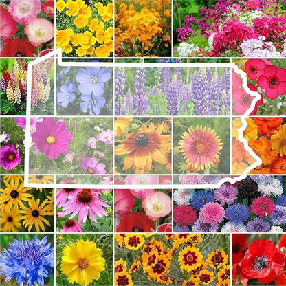 Eden Brothers Pennsylvania Wildflower Mixed Seeds for Planting, 1 oz, 30,000+ Seeds with Coreopsis, Lupine | Attracts Pollinators, Plant in Spring or Fall, Zones