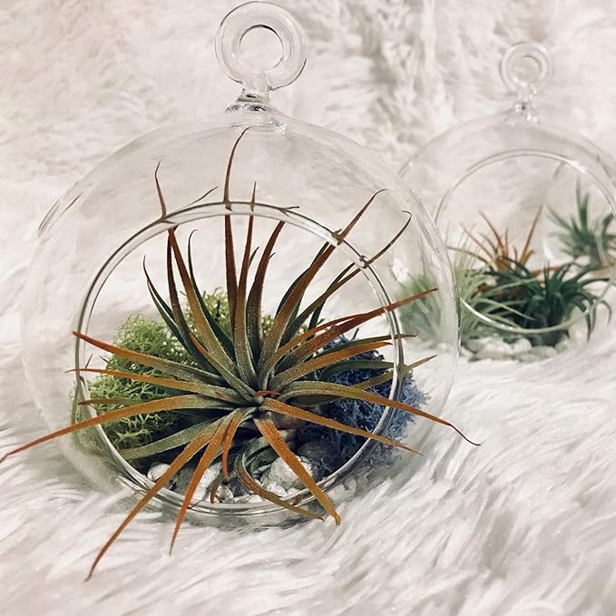 WGV Hanging Terrarium Globe, Width 7", Height 8", DIY Air Succulent Planter, Clear Glass Vase Orb with Flat Bottom, Candle Holder Outdoor Garden Decor, 6 Pieces