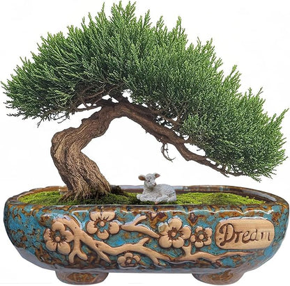 MUZHI 9.5” Rectangular Ceramic Rustic Bonsai Planter Pots with Drip Tray, Glazed Vintage Wide Mouth Shallow Pottery Bonsai Flower Planter Pots with Saucer