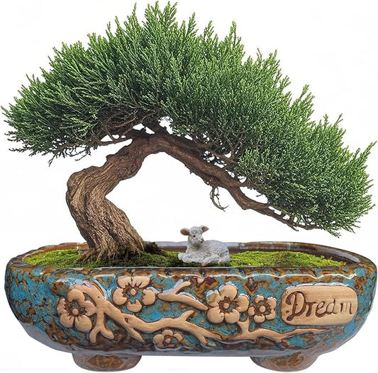 MUZHI 9.5” Rectangular Ceramic Rustic Bonsai Planter Pots with Drip Tray, Glazed Vintage Wide Mouth Shallow Pottery Bonsai Flower Planter Pots with Saucer