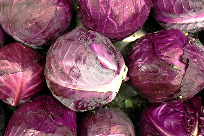 Red Acre Cabbage Seeds for Planting – Plant & Grow Heirloom Red Acre Cabbage in Home Outdoor Vegetable Garden, Brassica oleracea VAR. capitata– 5 Packets