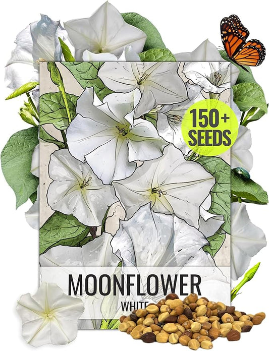 Seed Needs Moonflower Seeds for Planting Prolific Summer White Blooms | 1 Ounce Ipomoea Alba Vine Seeds Moonflowers Attract Pollinators with up to 6" Blooms | Bulk Vinning Plant Seeds