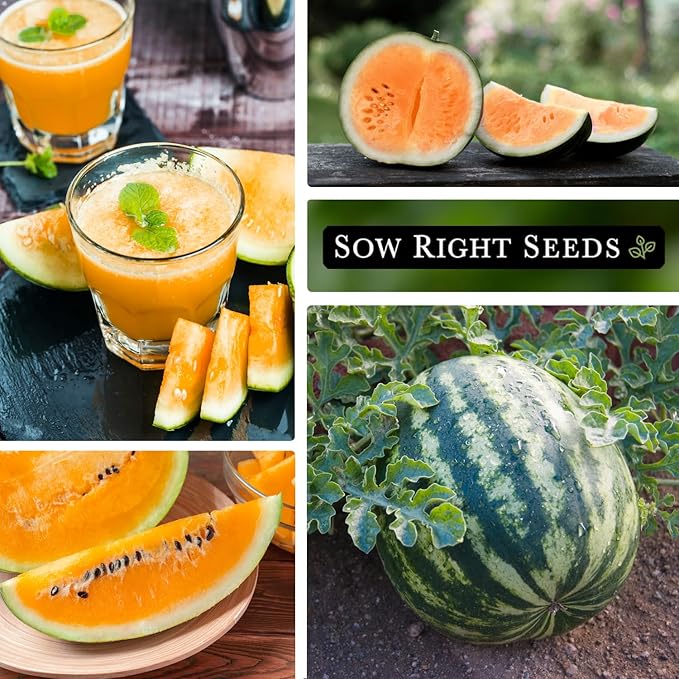 Sow Right Seeds - Tendersweet Watermelon Seeds for Planting - Non-GMO Heirloom Seeds to Plant a Home Vegetable Garden - Unique Orange Flesh Melon - Sweet Summer Treat to Grow Outdoors (1)
