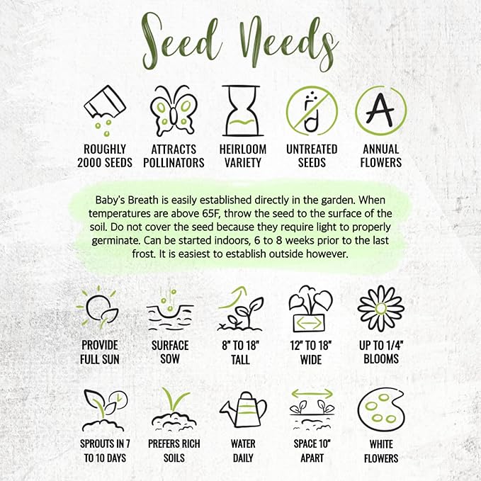 Seed Needs White Baby's Breath Seeds for Planting - Heirloom & Open Pollinated Annual Flowers - Perfect for a Butterfly Garden, Bouquets & Floral Arrangements (1 Pack)