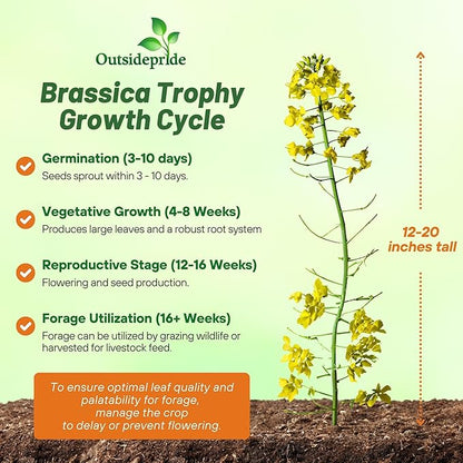 Outsidepride Trophy Forage Rape Seed - 50 Lbs Heat, Cold & Drought-Tolerant Brassica Food Plot Seed, Ideal for for Deer & Livestock Grazing, Fall Planting, Soil Improvement, & Erosion Control