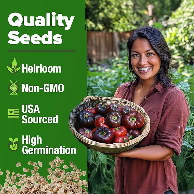 HOME GROWN Cherokee Purple Tomato Seeds 2 Pack (Solanum lycopersicum) - 212 Seeds, Tomato for Planting - Heirloom Vegetable Seeds with High Germination Rate