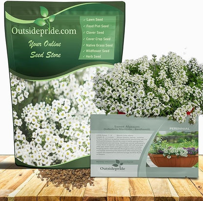 Outsidepride Perennial Sweet Alyssum Seeds - 5,000 Pieces White Lobularia Maritima Seeds for Ground Cover, Pollinator-Friendly Gardens, Drought-Tolerant Landscaping, Easy-to-Grow in USDA Zones 7-9