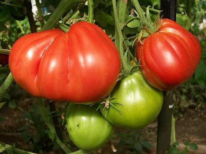 Large Tomato 100 Pounds Seeds for Planting Around 25 Seeds Non-GMO