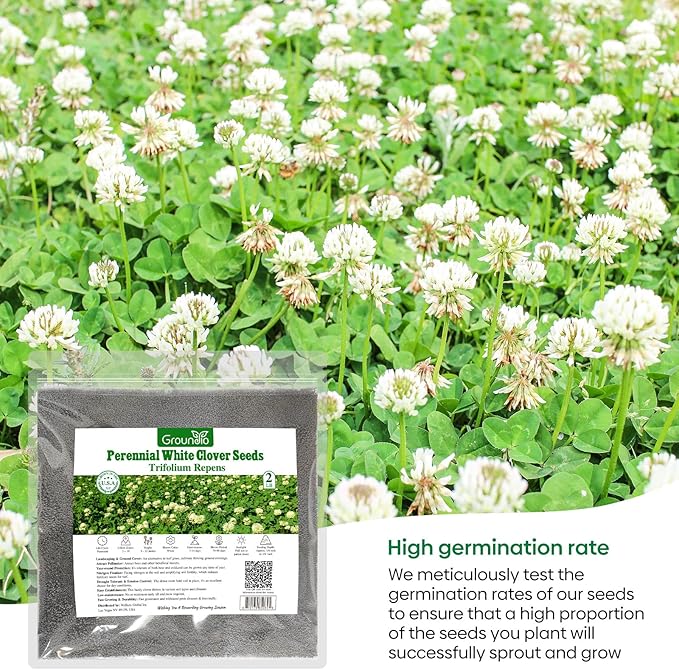 Perennial White Dutch Clover Seeds for Lawn, 2 lbs, Ground Cover Clover, Nitrocoated and Inoculated Seeds, Attracts Pollinators