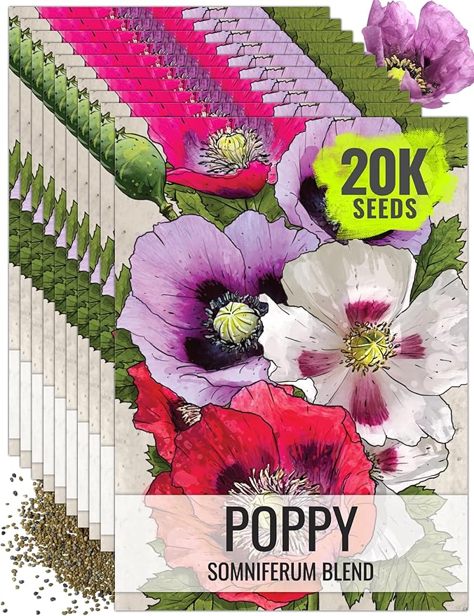 Seed Needs Mixed Somniferum Poppy Seeds for Planting - Heirloom & Open Pollinated Annual Flowers - Colorful Masses of Wildflowers, Perfect for a Butterfly Garden (10 Packs)