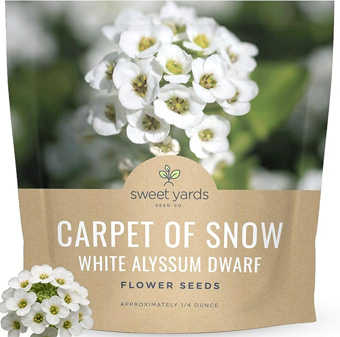 Alyssum Dwarf White – Carpet of Snow – Large 1/4 Ounce Seed Packet – 17,000 Flower Seeds for Planting – Lobularia maritima