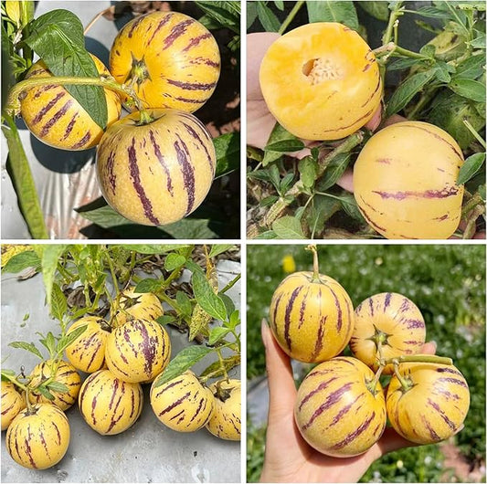 30Pcs Pepino Melon Seeds for Planting-Non-GMO Heirloom Plant Seeds Garden Outdoor