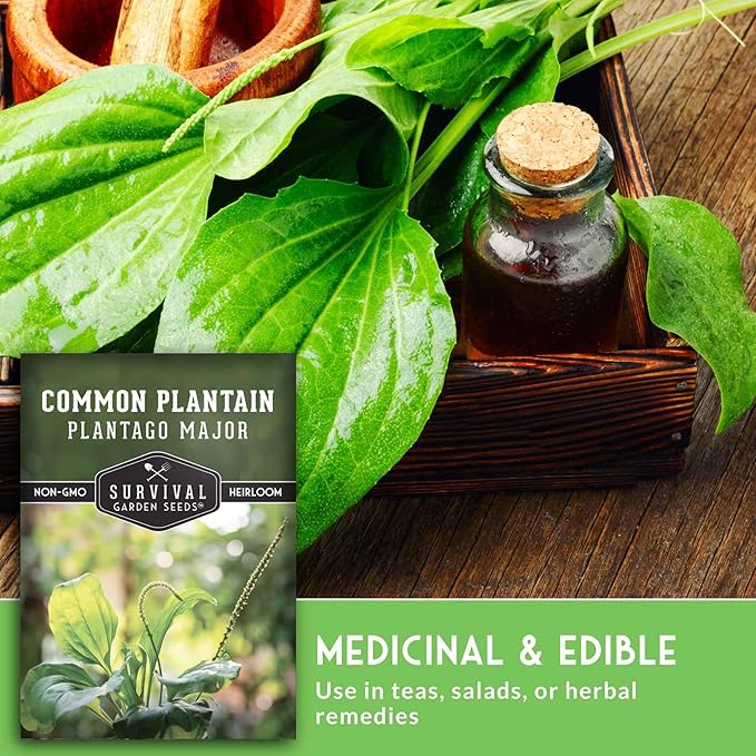 Plantain Seeds for Planting - Common Plantain (Plantago Major) Edible Broadleaf Medicinal Herb for Herbal Garden - Heirloom Non-GMO Open Pollinated - Survival Garden Seeds (2 Pack)
