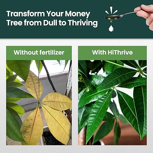 32oz Money Tree Plant Indoor Fertilizer - Makes 192 Gallons of Money Tree Fertilizer - Nutrient-Rich Plant Food with Macro & Micronutrients for Glossy Leaves, Strong Roots, and Lush, Tropical Growth