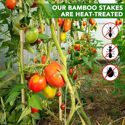 60Pcs Bamboo Stakes for Plant 5 Feet(57.5 inch), Garden Bamboo Plant Stakes for Plants Support, Climbing Plants, Tomatoes, Sunflowers, Beans, Potted Plants, Trees