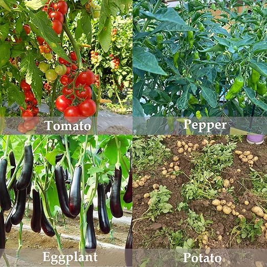 3lb Potash Fertilizer 0-0-60, Sulfate of Potash Indoor Plant Fertilizer, Potassium Fertilizer, Plant Food for Houseplants, Fruit, Flower, Tomato, Promote Large Flower Blooming & Fruit Growth