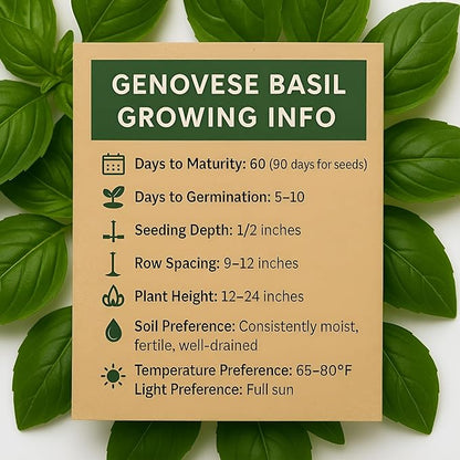 2600 Genovese Basil Seeds for Planting – Heirloom Non-GMO Herb Seeds for Hydroponic Garden Indoor & Outdoors Herb Garden - USA Grown, High Germination (Ocimum basilicum)