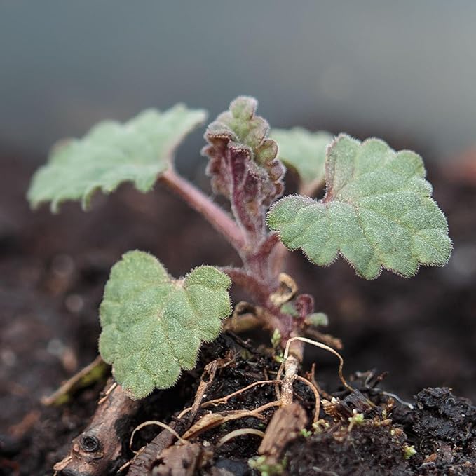 Seed Needs Catmint Seeds for Planting an Indoor/Outdoor Herb Garden - Non-GMO Heirloom & Untreated Herbal Plants - Great for Cats Nepeta mussinii (5 Packs)