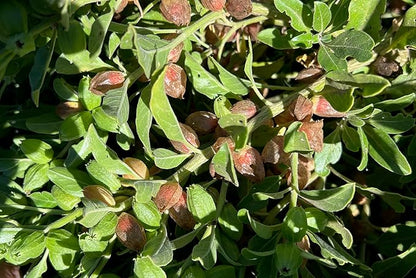 Plant Good Seed Organic Ashwagandha Seeds for Planting: Ayurveda Herb, White Roots - 80 Seed Packet